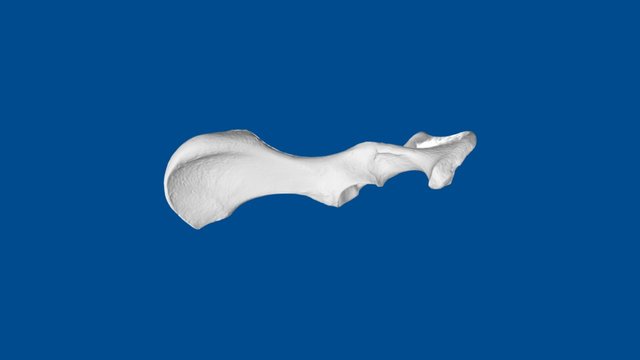 3D Dog Bone Project: Hip bone 3D Model