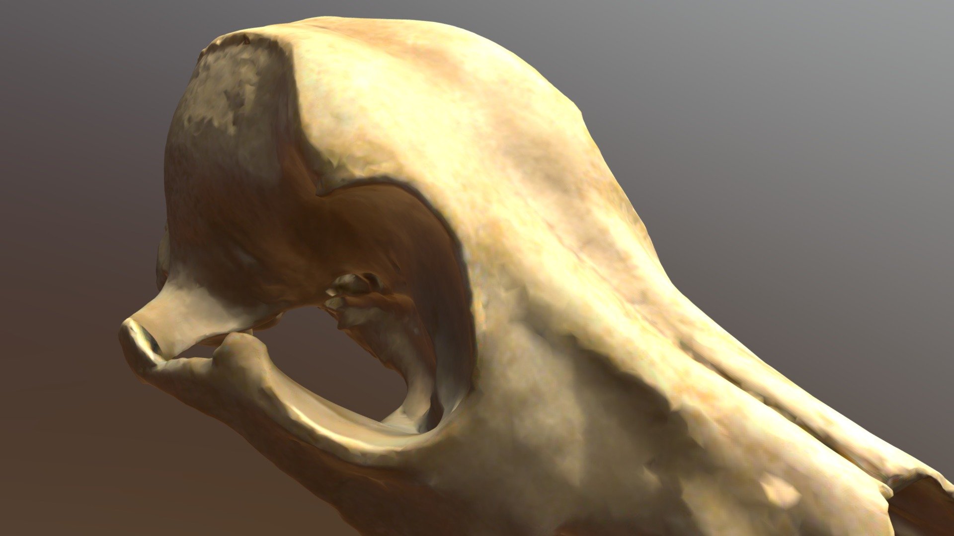skull for demo