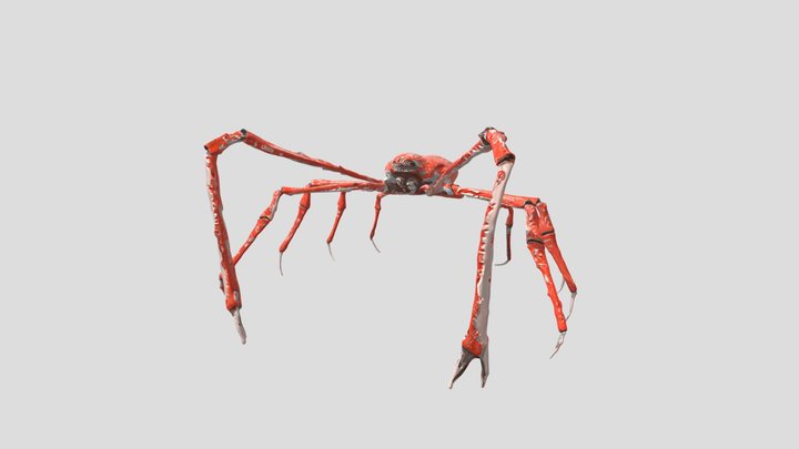 Japanese Spider Crab