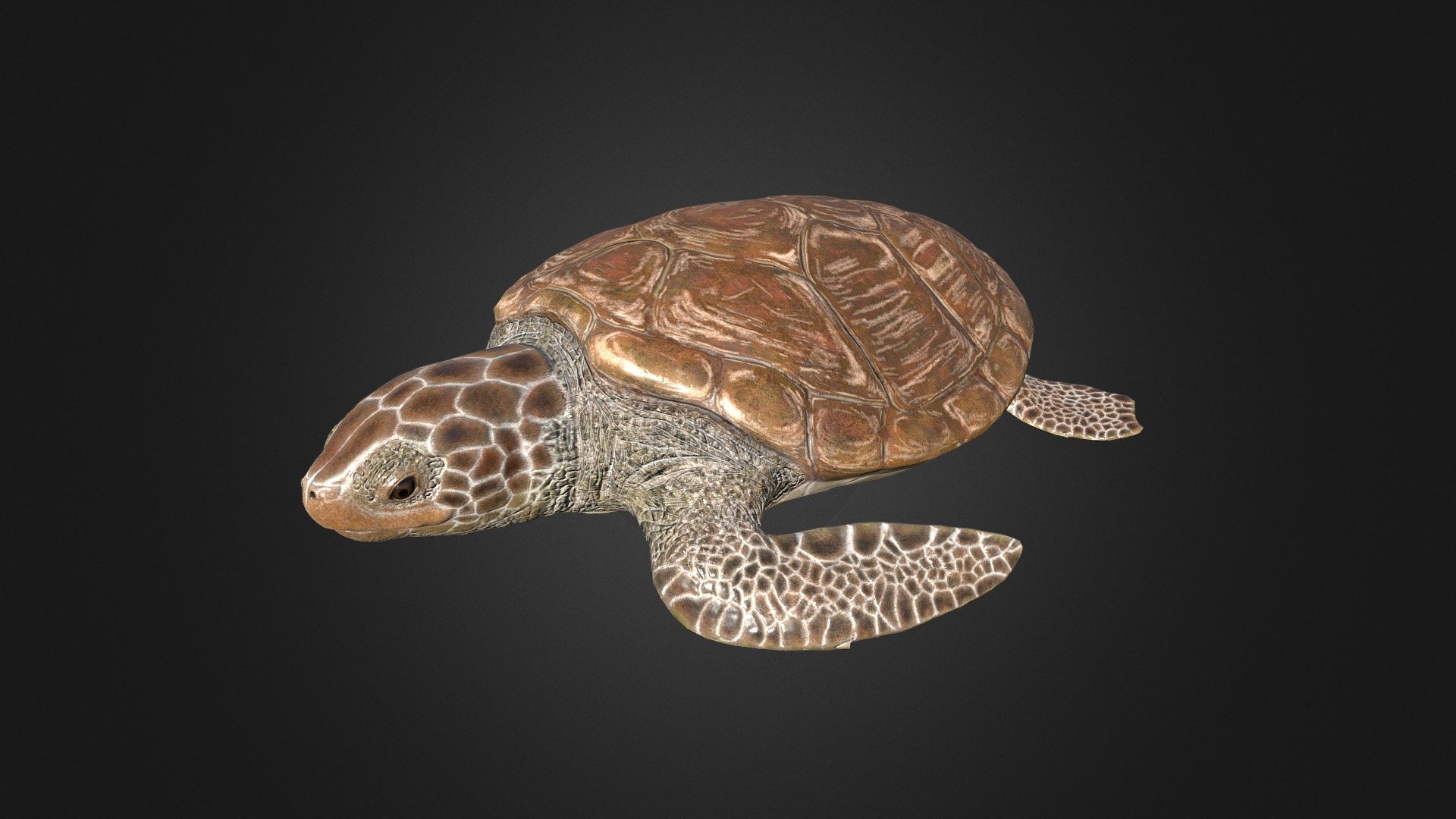 Green Turtle - Buy Royalty Free 3D model by Rifat3D [360911c ...