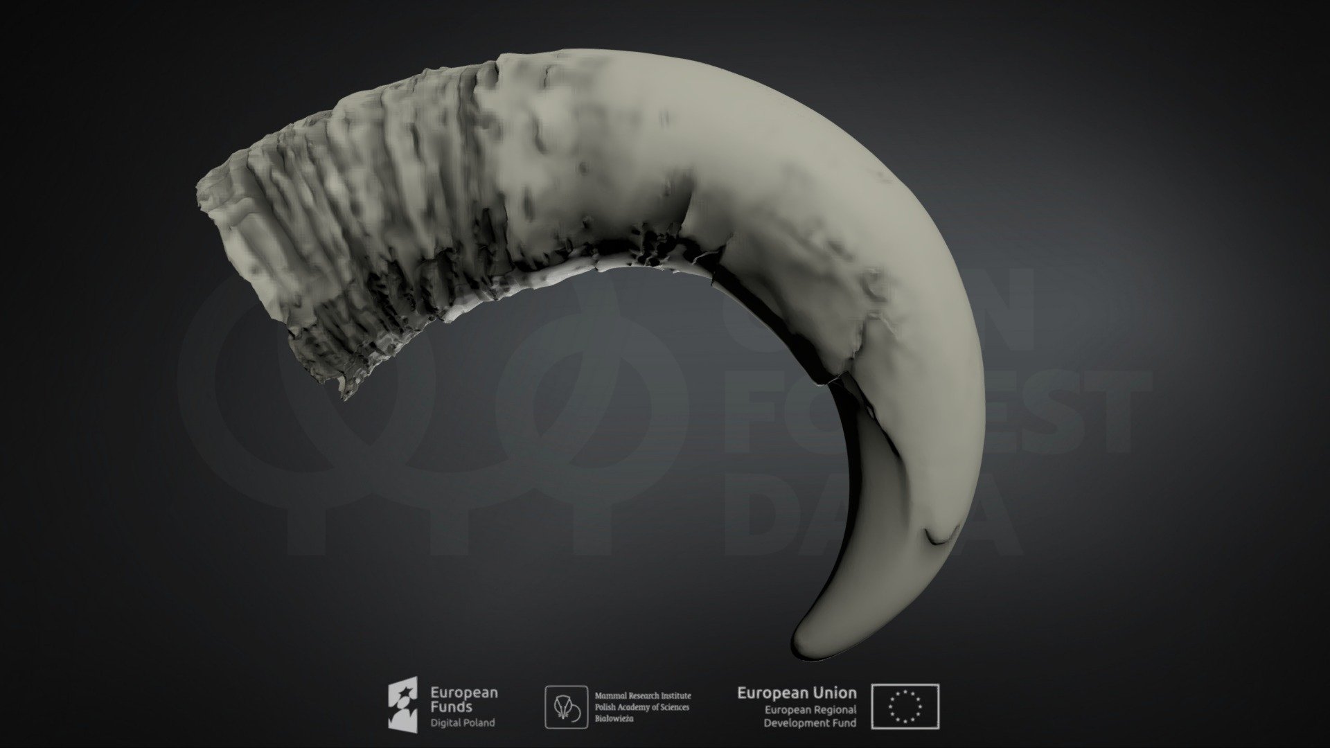 European bison horn — Sketchfab embed 3D viewer