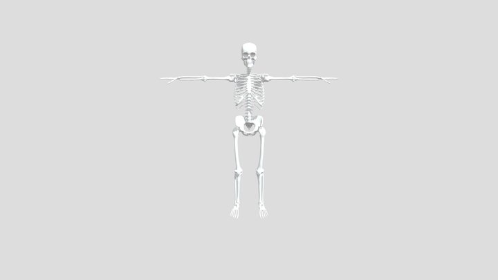 Skeleton 3D Model