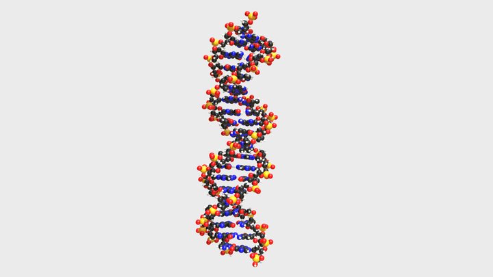 DNA Molecules 3D Model
