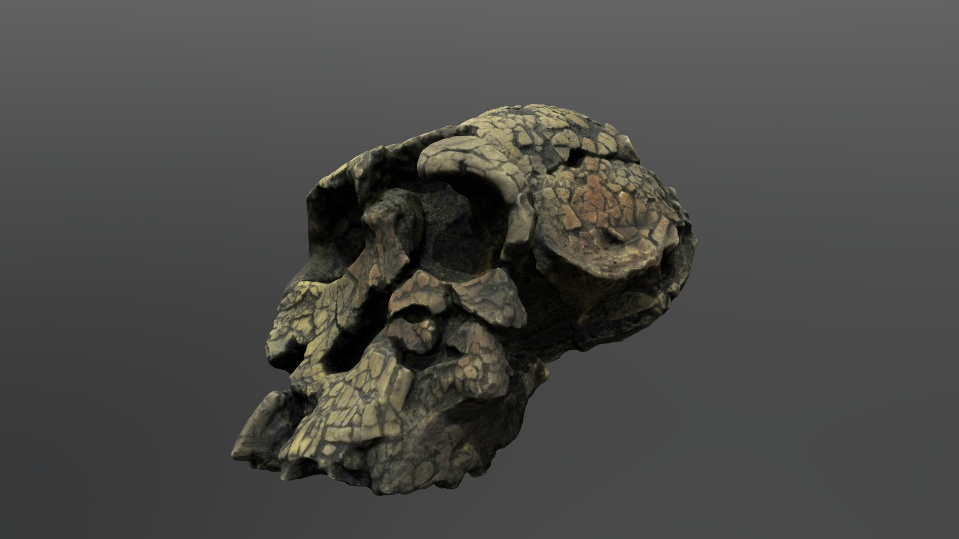 Au platyops Cranium (KNM-WT 40000)