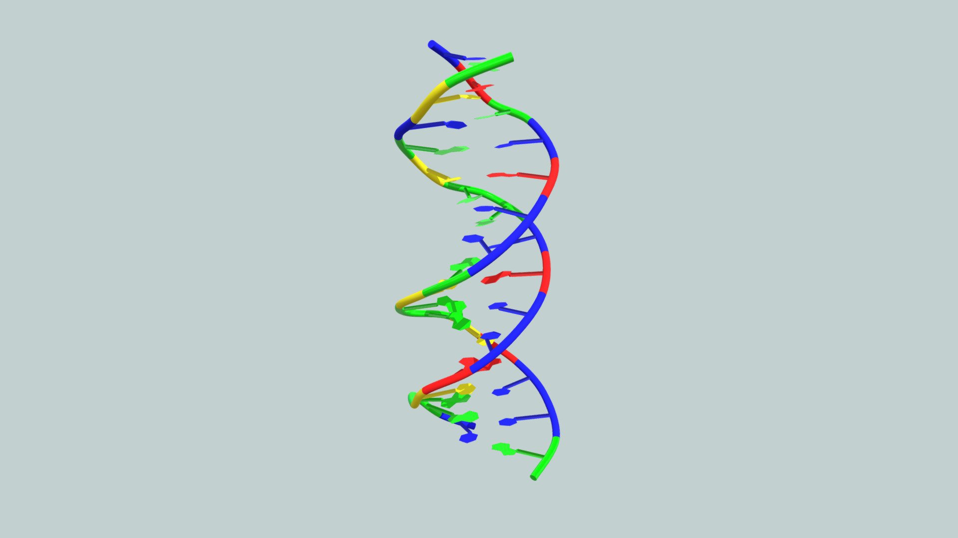 16-base-pair B-DNA Molecular Structure