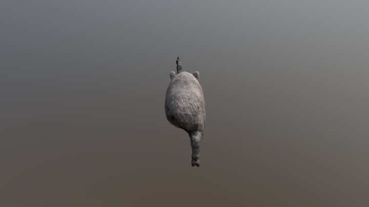 boar 3D Model