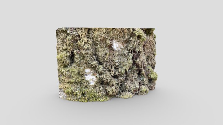 Mossy Bark Closeup - RealityScan 3D Model