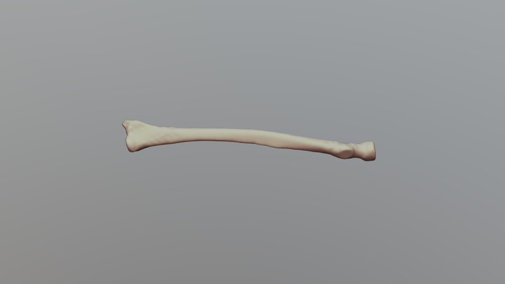 Human Radius - University of Oklahoma Anatomy 3D Model