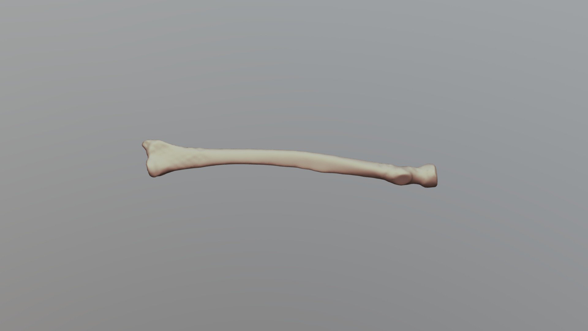 Human Radius - University of Oklahoma Anatomy - 3D model by bobbyreed ...