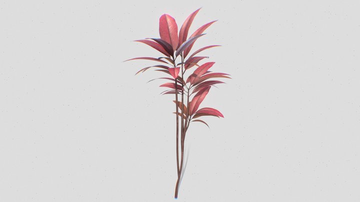 Cordyline fruticosa plant 2 3D Model