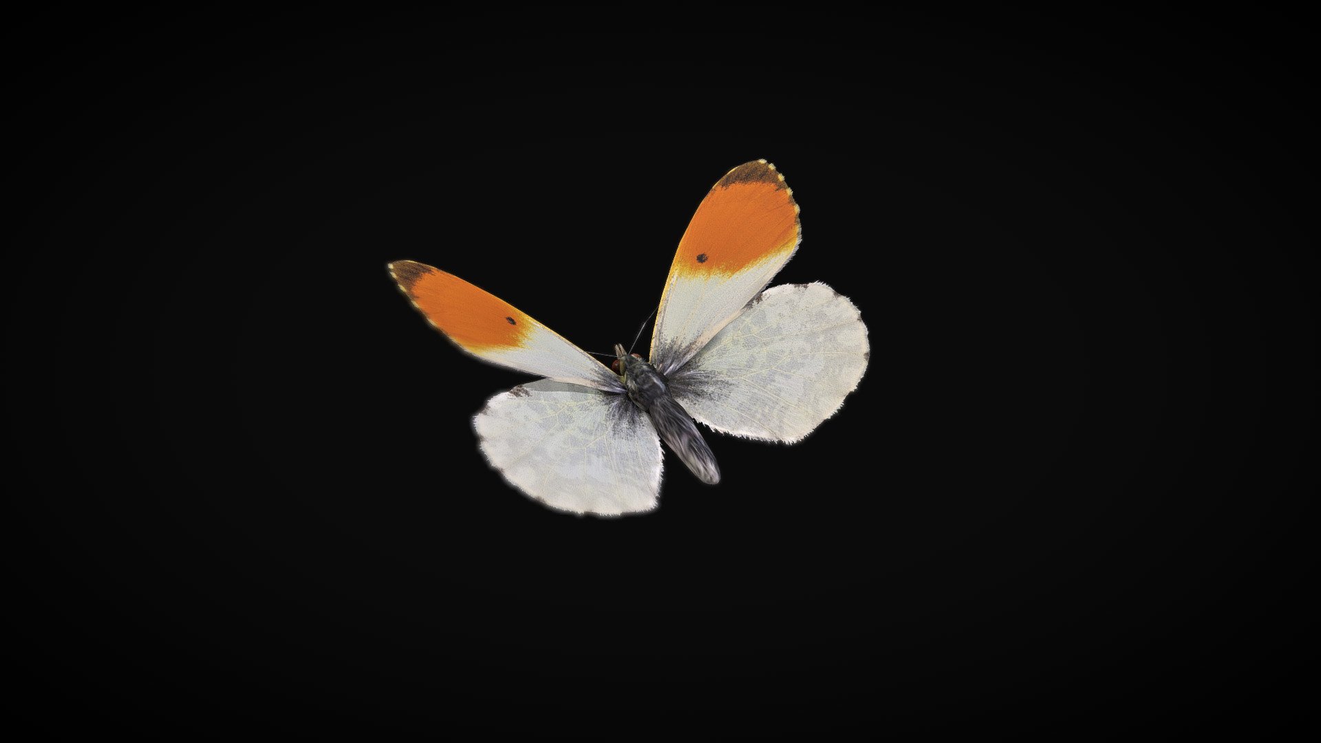 Orange Tip Butterfly - Download Free 3D model by eb78 (@E.A.Cornell ...