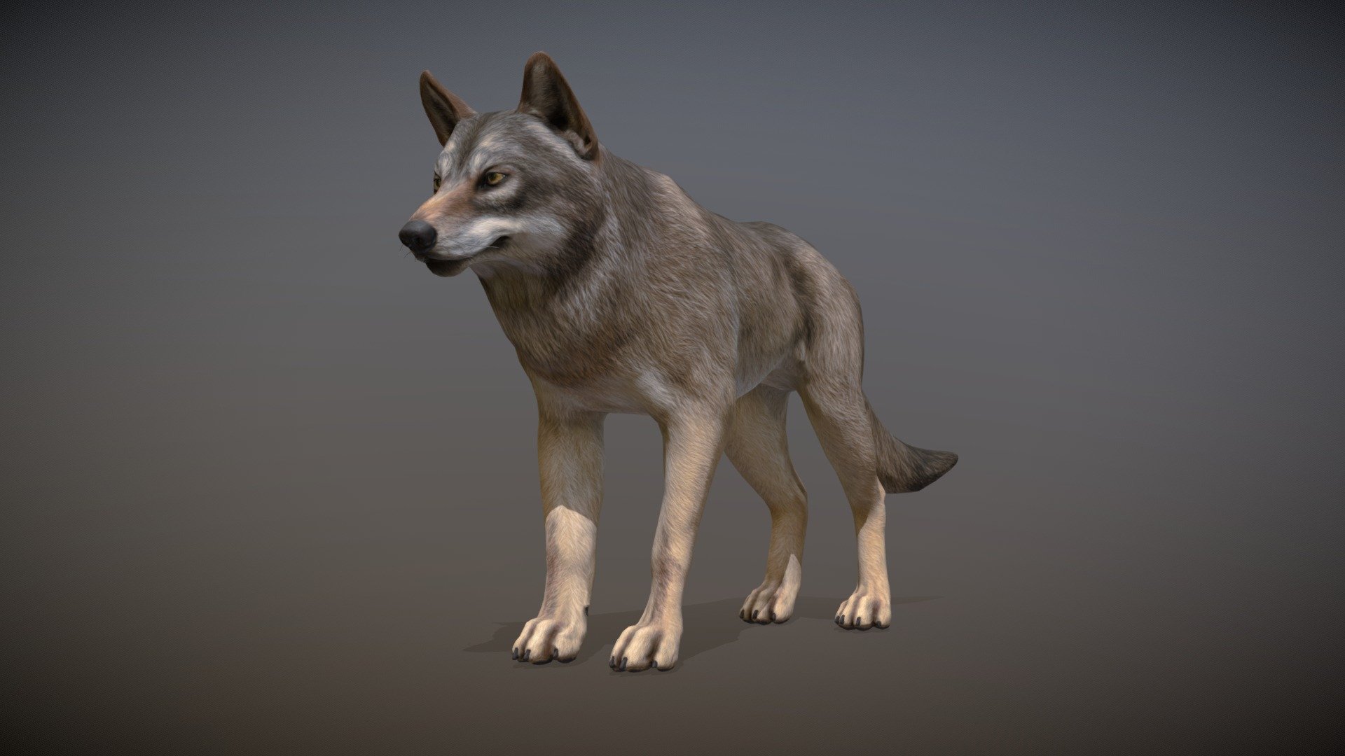 Wolf Animations - Buy Royalty Free 3D Model By RedDeer (@billl90 ...