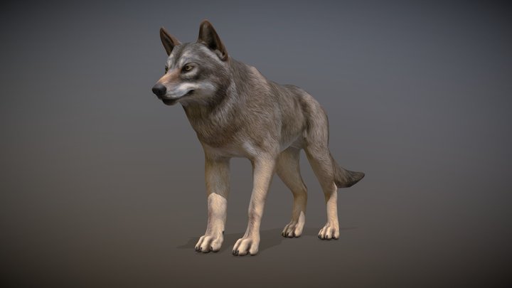 Wolf animations 3D Model