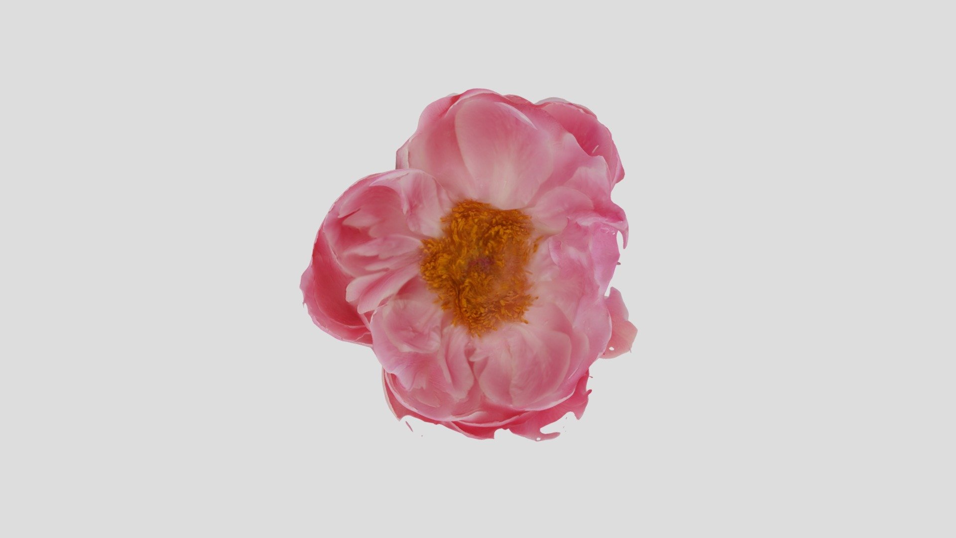 Peony Scan