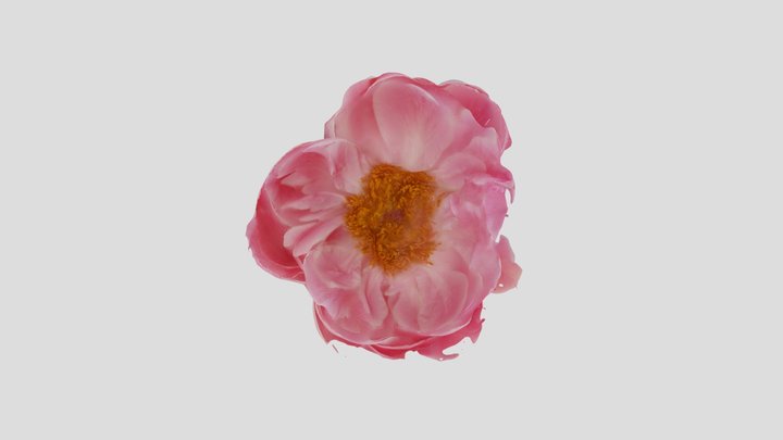 Peony Scan 3D Model