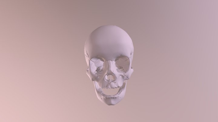 Skull and Mandible 3D Model