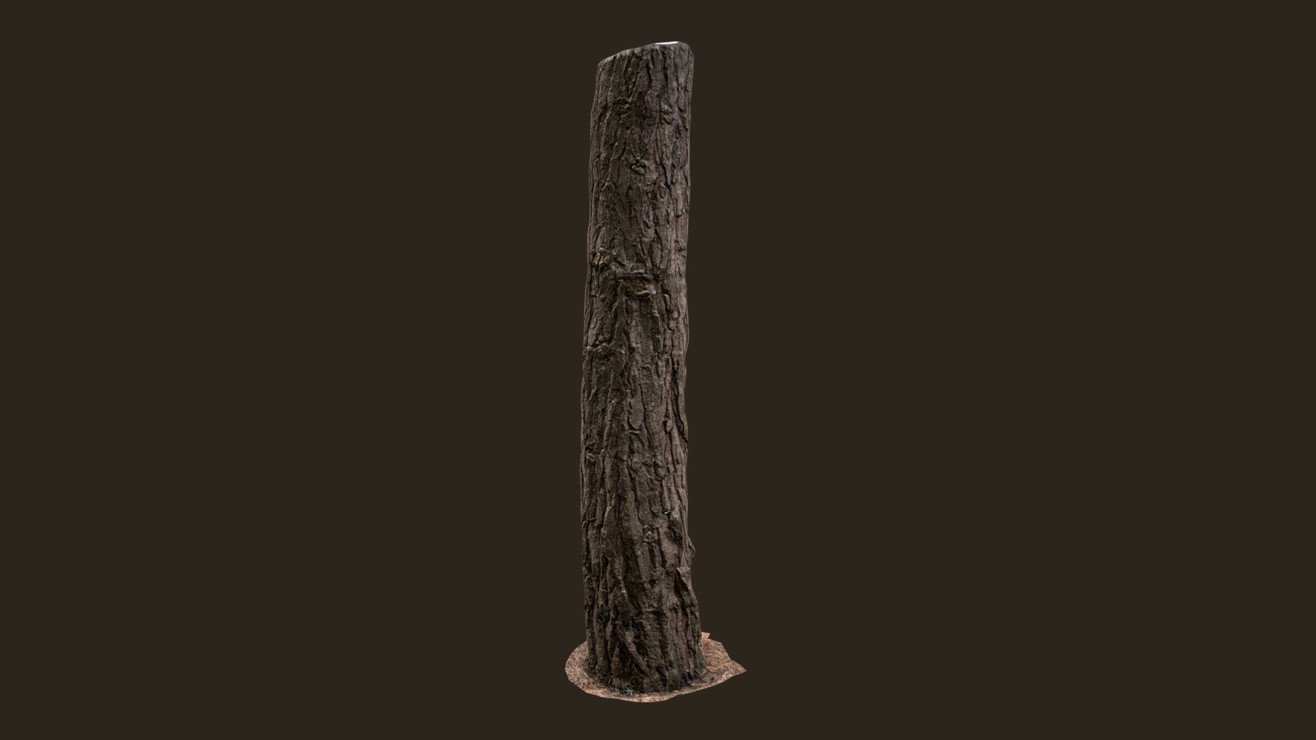 3D scanned Tree trunk 09