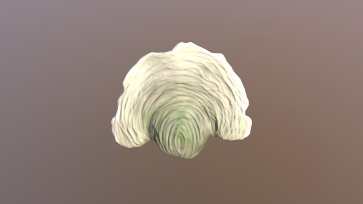 Shelf Mushroom 3D Model