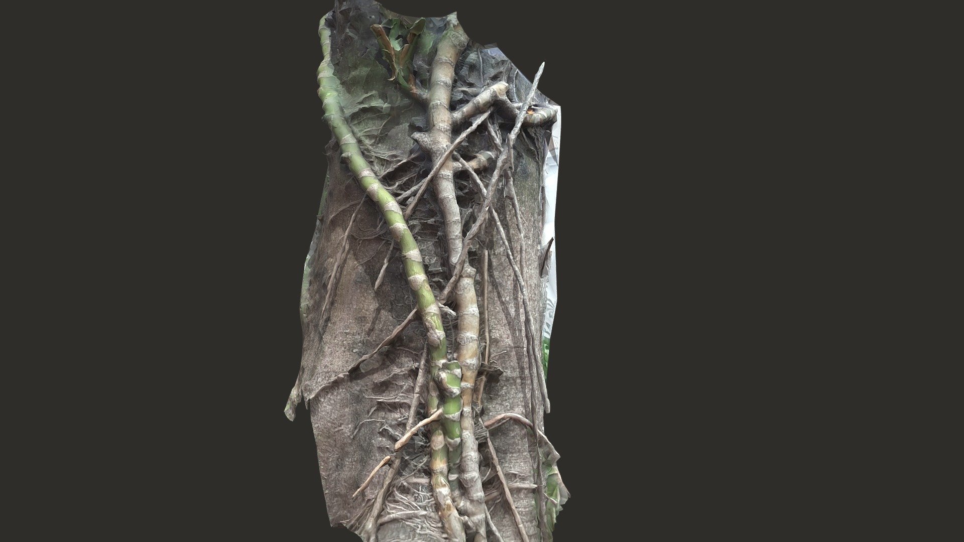 Branches1a — Sketchfab embed 3D viewer