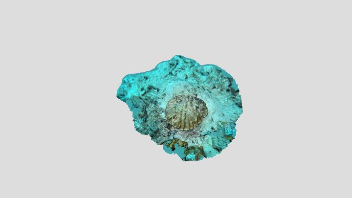 Ashland Cori coral Colpophyllia Nathan’s 3D Model