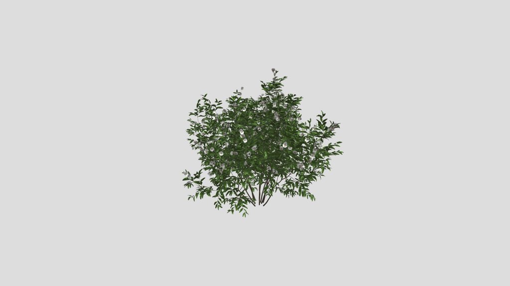 Summer Flowering Bush Q