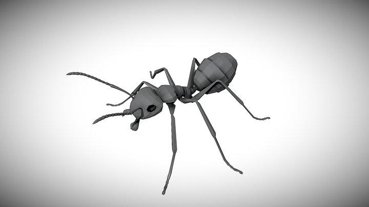 Low poly Ant Model 3D Model