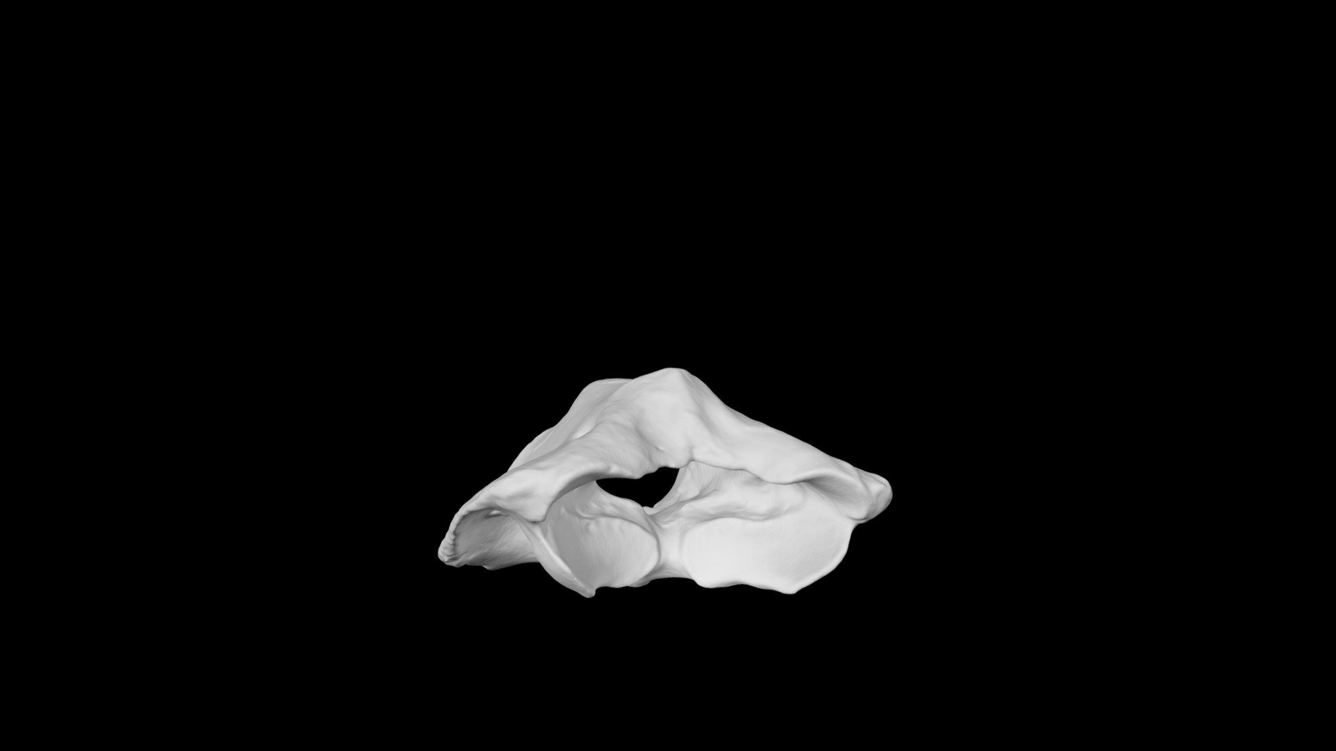 Whitetail deer cervical vertebra C1 (atlas)