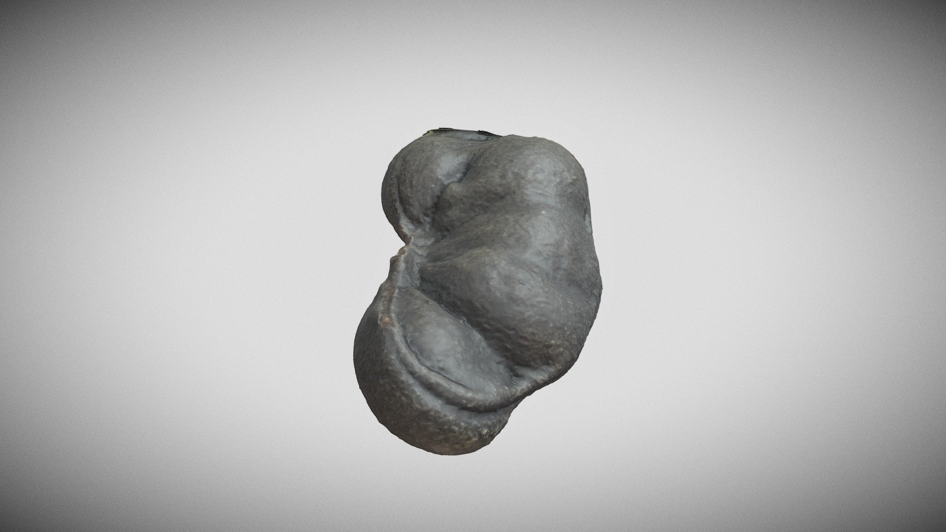 Enterolobium cyclocarpum
