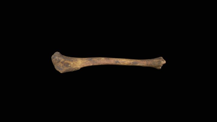 Tibia de perro doméstico / Domestic dog tibia 3D Model
