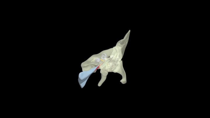 Structures of the Ear – Free 3D Model STL