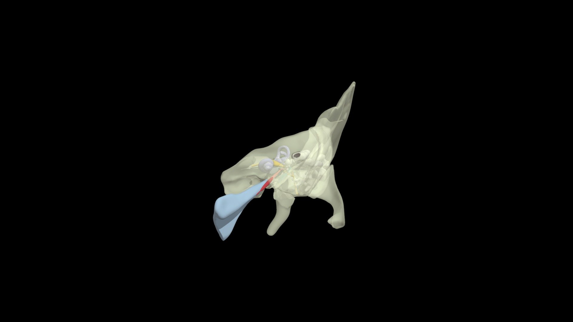 Structures of the Ear