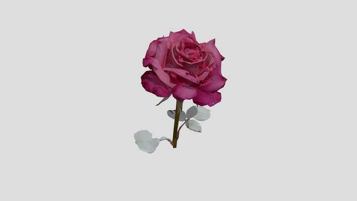 Rose 3D Model