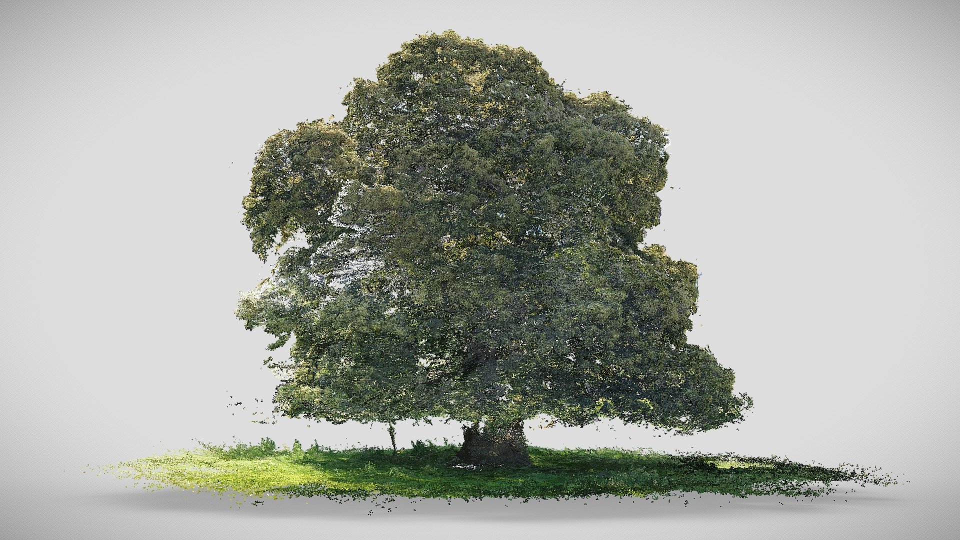 Cowdray Colossus' mate in flower - 3D model by kungphil [364fef0 ...