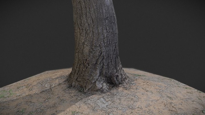 Australian Low poly Tree + Ground 3D Model
