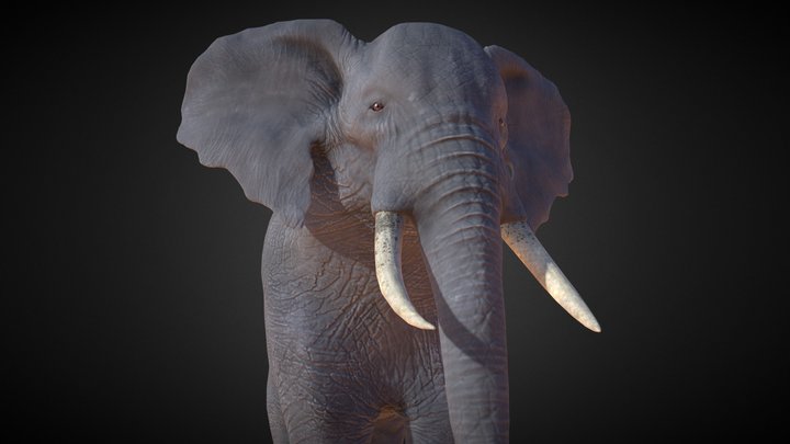 African Elephant 3D Model