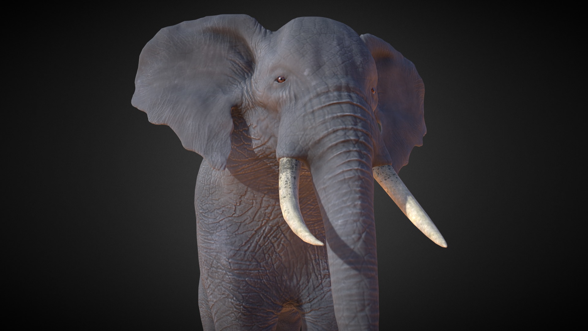 3D model African Elephant - This is a 3D model of the African Elephant. The 3D model is about an elephant with tusks.