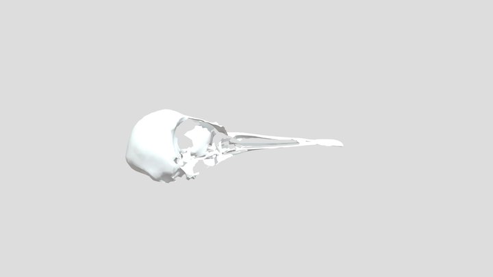 Calidris alba FMNH341863 Skull 3D Model