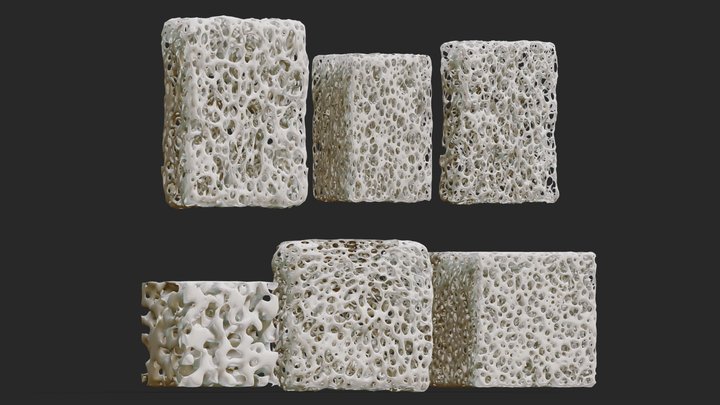 Bone Sponge Structure Bundle 3D Model
