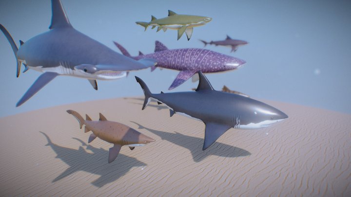 Seven Sharks Species 3D Model