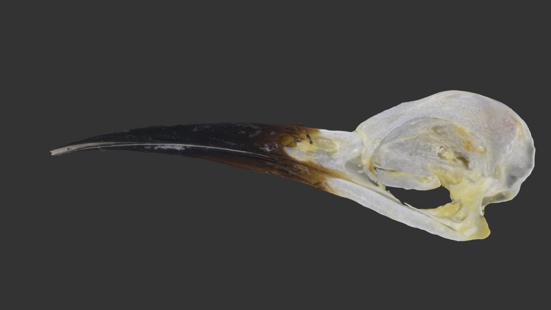 GV_016_Merops_Skull_Merops_Phillipinus_65_mm - Download Free 3D model ...