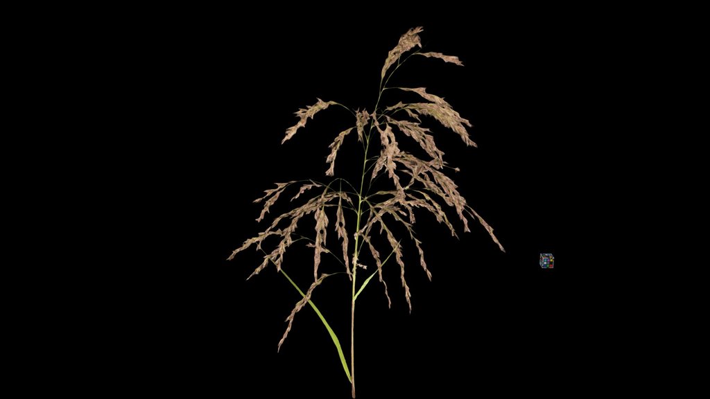 CC0 ツルヨシ Japanese Reed, Phragmites japonicus