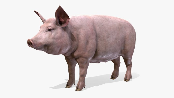 Pig animations 3D Model