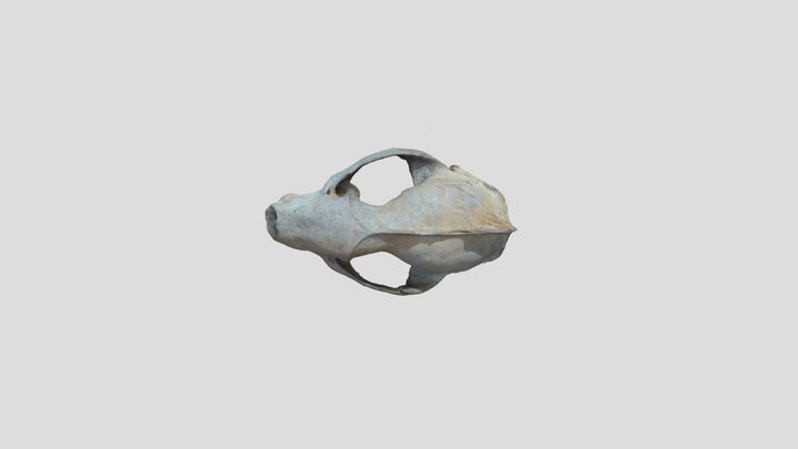 UK Red Fox Skull 3D Model
