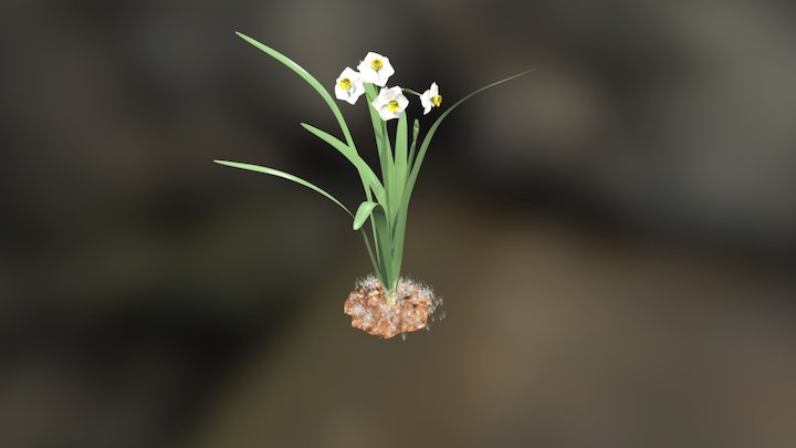 Narcissus 3D Model