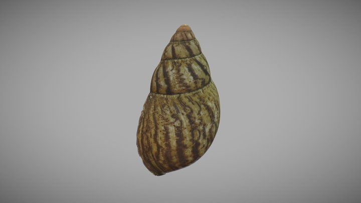 Giant African Snail Shell 3D Model