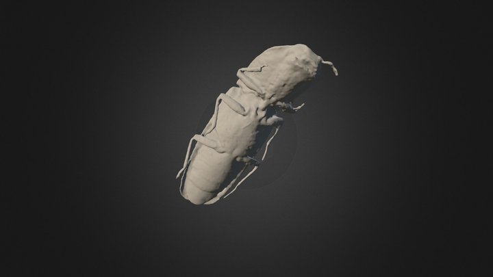 Insect 3D Model