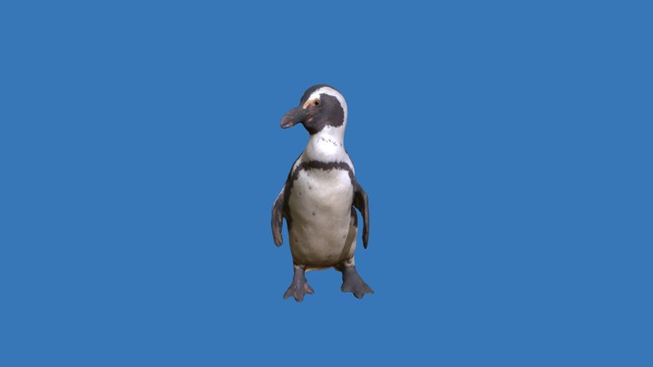 Penguin New – Modello 3D gratuito STL