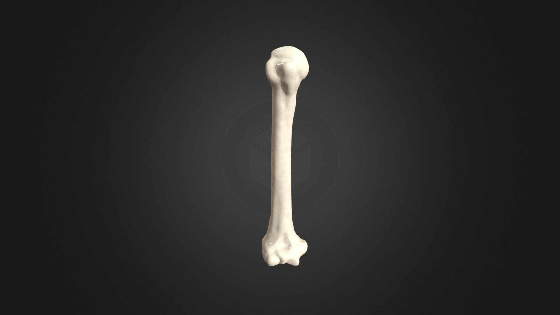 Human Humerus bone - Buy Royalty Free 3D model by SP_3D [36648a8 ...