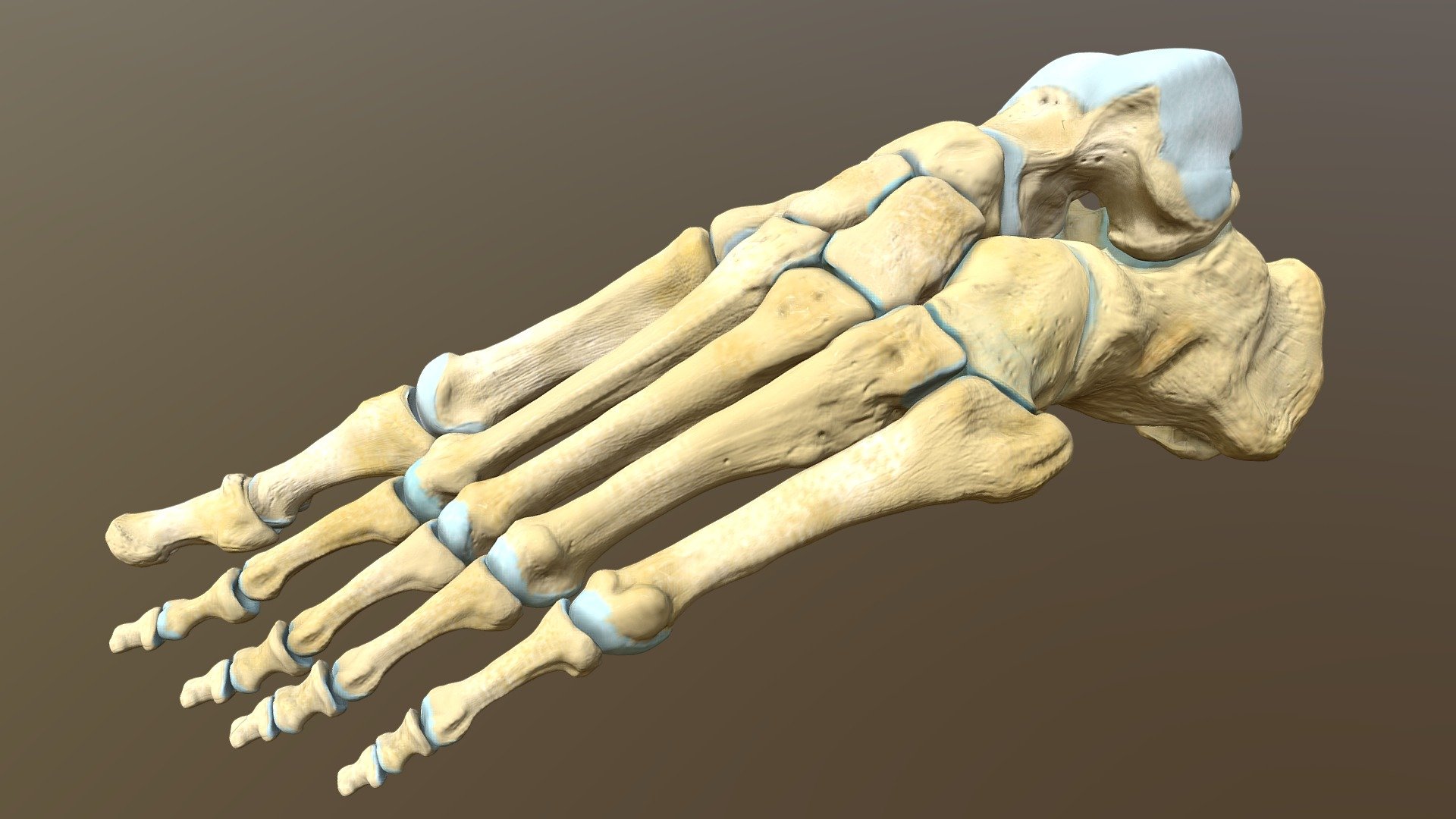 Left human foot bones - Buy Royalty Free 3D model by Catherine Sulzmann