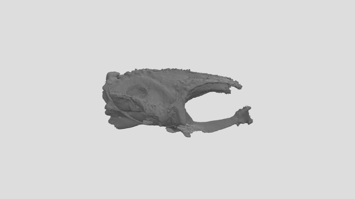 Kansasiella braincase 3D Model